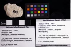 Foto (Objket + Etiketten) von Gastrosacus torosus (Robins, Feldmann & Schweitzer, 2013) 